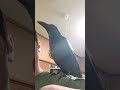 洗い物をするママに蛇口から水を飲みたいアピール crow カラス ハシブトガラス bird 保護カラス 直接 水 蛇口 かわいい