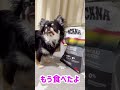 さっき食べたのに飯はまだかね？志村けんばりの永遠のコント… shorts chihuahua ＃コント チワワ dog cutedogs