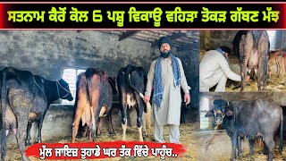 ਸਤਨਾਮ ਕੈਰੋਂ ਕੋਲ 6 ਪਸ਼ੂ ਵਿਕਾਊ 3 ਵਹਿੜਾ 3 ਮੱਝਾਂ। ਪਿੰਡ ਕੈਰੋਂ। ਪੱਟੀ ਤਰਨਤਾਰਨ