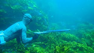 #쥐치#Spearfishing#작살동영상 호주 시드니에서 작살로 쥐치 잡는법