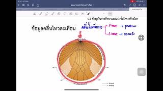 ข้อมูลในการศึกษาโครงสร้างโลกโดยใช้คลื่นไหวสะเทือน