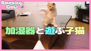 子猫が初めて見た加湿器に驚く様子がかわいい！【アメショー生後５ヶ月の子猫】