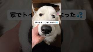 【大型犬のしつけ】サークルを撤去したら家でトイレをしなくなった#グレートピレニーズ #大型犬 #shorts