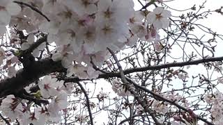 2020年 大仙公園の桜 SAKURA