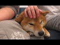 the thunder was too scary and the shiba inu sandwiched between the owners was too cute.