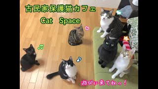 保護猫カフェ Cat Space紹介動画