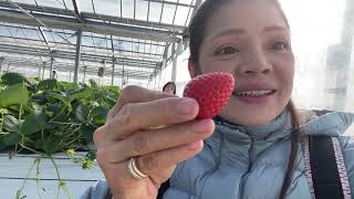 เข้าสวนสตอเบอรี่่รอบที่3#ไลฟ์สด#2025/1/18#ลูกล่ะคำก็มา☺️🍓