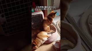 とんでもない所に座る柴犬くるみちゃん　#shorts #shiba #shibainu #柴犬 #くるみ #こむぎ