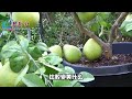 柚子（文旦）吃完不要扔，種子盆栽，快速開花結果的秘密！the secret of grapefruit trees quick flowering and fruiting