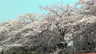 2013年5月9日　角館の桜　開花状況-21