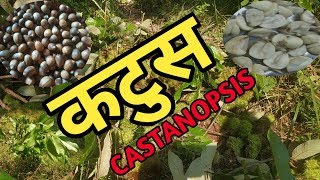 कटुस के हो, कहाँ फल्छ, कसरी टिप्ने, कसरी खाने, हेर्नुस भिडियो | Castanopsis | Katus Plant