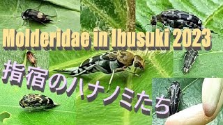 Tumbling Flower Beetles(Molderidae) in Ibusuki City, Japan 2023🐞指宿市とその周辺に生息するハナノミたち🐞2023年版ハナノミ類総集編