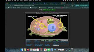 Cells Alive Webquest Directions Video