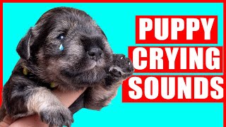 Puppy Crying Sound - Dog Crying Sound Effect. Puppies Whining Noises