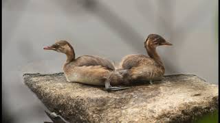 鳰（にお）の浮巣　フルート二重奏