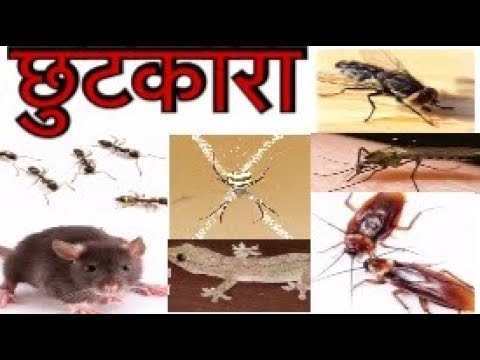 इनसे छुटकारा पाने के घरेलू नुस्ख़े। इनसे छुटकारा पाने के घरेलू नुस्ख़े।