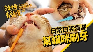 原來貓咪也要刷牙！來幫三噗刷牙 口腔保健（上）｜拉姆有幾噗 ♤