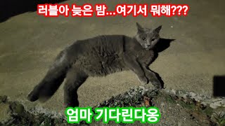 자기가 버려진 줄  모르는 러시안블루 러블이