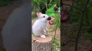 Rabbit | Mini vlog #doxybrunoyt #viral #trending #youtube #rabbit #rabbits #shorts #short #minivlog