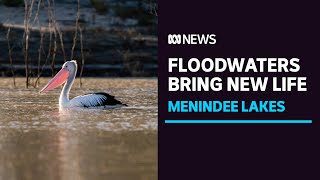 Floodwaters bring new life to the Menindee Lakes System | ABC News