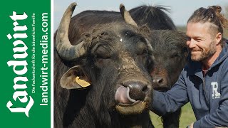 Wasserbüffel in Österreich | landwirt-media.com