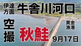 【鮭釣り】9月17日北海道 伊達方面 黄金漁港・牛舎川河口空撮【アキアジ】