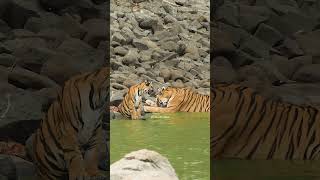 Mother tigress entering water with her cute son #nature #wildlife #tigress #wildcat #cute HA78240