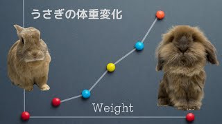 710【うさぎの体重】ミニウサギとアメリカンファジーロップの体重変化　‼　～Please show about the bunnies' weight～