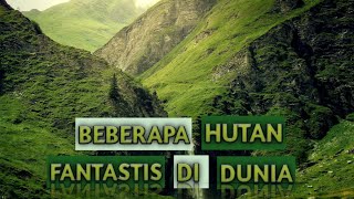 BEBERAPA HUTAN FANTASTIS YANG DAPAT MEMBUAT KAGUM SEMUA ORANG#pendidikan #pengetahuan #sejarah