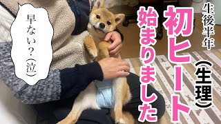 【愕然】早くない？！出血でおむつ生活開始　初ヒート柴犬小夏生後半年