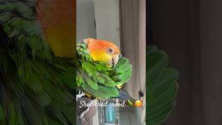 洗澡開心死了 #鸚鵡 #parrots #birdlovers #寵物鳥 #petbird #凱克鸚鵡 #金頭凱克 #鸚鵡洗澡 #petlover #petlove #preening #parrot