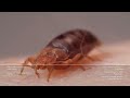 watch bed bugs get stopped in their tracks deep look