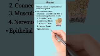 Tissues || Anatomy and Physiology || Medi Queries.