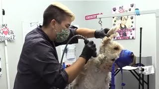 When Dog Groom Goes Badly