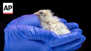 De-extinction company hatches live chicks from an artificial eggshell