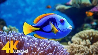 Aquarium 4K VIDEO (ULTRA HD) 🐠 Beautiful Coral Reef Fish - Relaxing Sleep Meditation Music #32