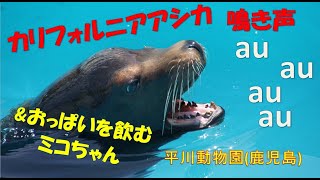 カリフォルニアアシカ（鳴き声＆おっぱいを飲む音）（平川動物園）