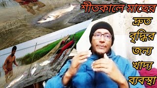 শীতকালে মাছের দ্রুত বৃদ্ধির জন্য খাদ্য ব্যবস্থাপনা।