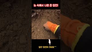 눈 속에서 나온 큰 엽전!!!