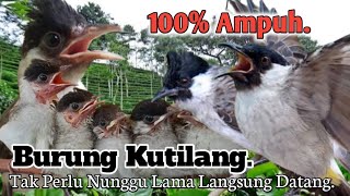 AMPUH.‼️ SUARA PIKAT BURUNG KUTILANG TERBARU..