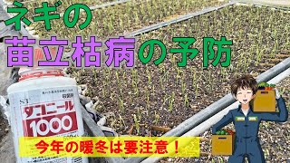 【苗立枯病の予防】発芽が揃ったら、殺菌剤を土壌灌注！