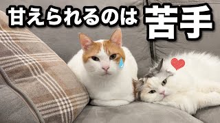 【甘えんぼ猫】甘えられて困惑する猫がコチラ