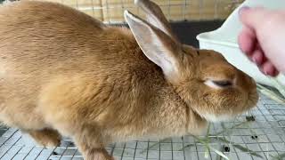 【和泉本店】ホテル宿泊中のうさぎさん🐰2024.12.13