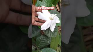 Gardenia jasminoides/big parijatham/பாரிஜாதம்!!!