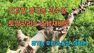 건강한 유기농 과수원 토양관리는 초생재배로...