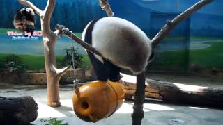 20150802圓仔的桶上瑜珈運動 The Giant Panda Yuan Zai