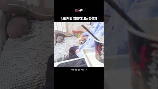 사람처럼 입맛 다시는 강아지#shorts