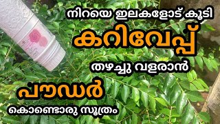 നിറയെ ഇലകളോട് കൂടി കറിവേപ്പ് തഴച്ചു വളരാൻ ഇങ്ങനെ ചെയൂ|kitchen tips