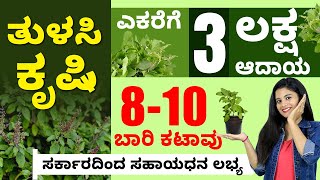 Earn 3 Lakhs Profit in 1 Acre of Land From Tulsi Farming | ತುಳಸಿ ಕೃಷಿ | Tulsi Farming In Kannada