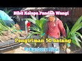 Kirim Kelapa Genjah Pandan Wangi Ke Pekanbaru, Riau | Budidaya Kelapa @yosephyoutube123